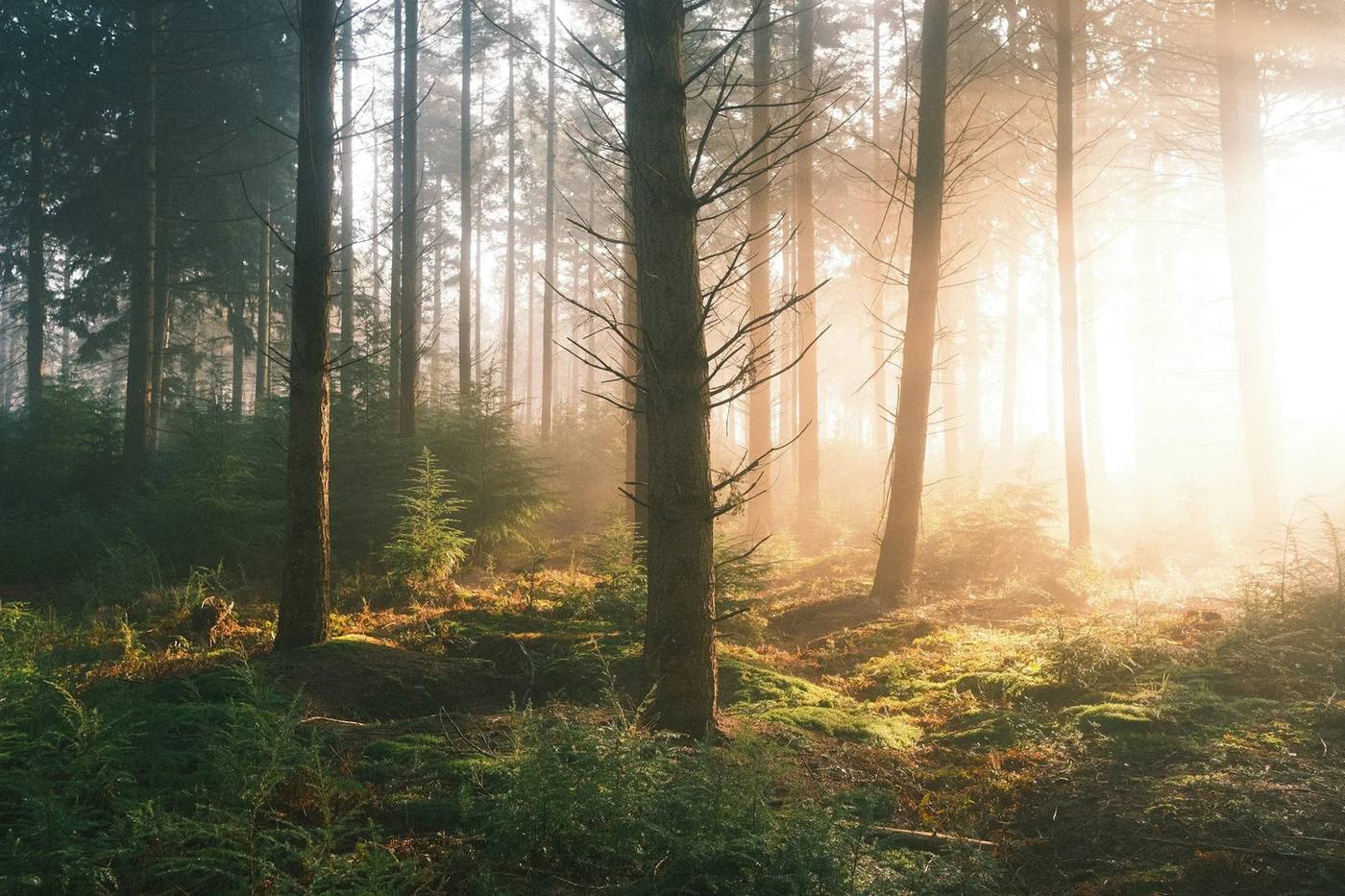 Morning light through a quiet forest